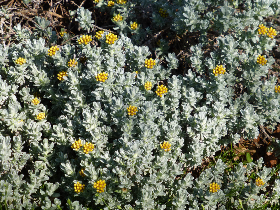 Helichrysum splendidum photo
